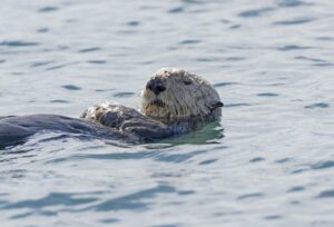 Sea Otter Close-up