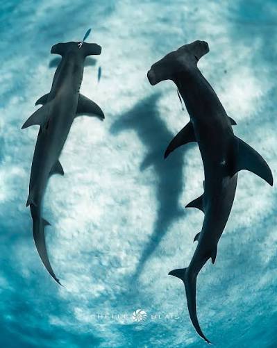 Duality // Great hammerheads Gaia and Amphitrite circa late 2020, a shot from one of my all time favourite hammer dives! 📷 Shot by @chelleblaisphoto • • • —————————————————————————— #hammerheadshark #shark # sharks #