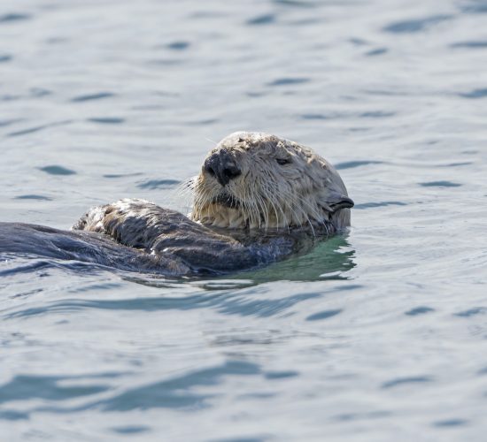 Sea Otter Close-up