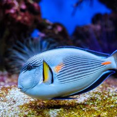 sohal-surgeonfish-underwater-2021-09-04-05-00-04-utc.jpg