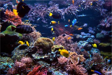 underwater-background-underwater-scene-underwate-2021-08-26-16-36-21-utc-1.jpg